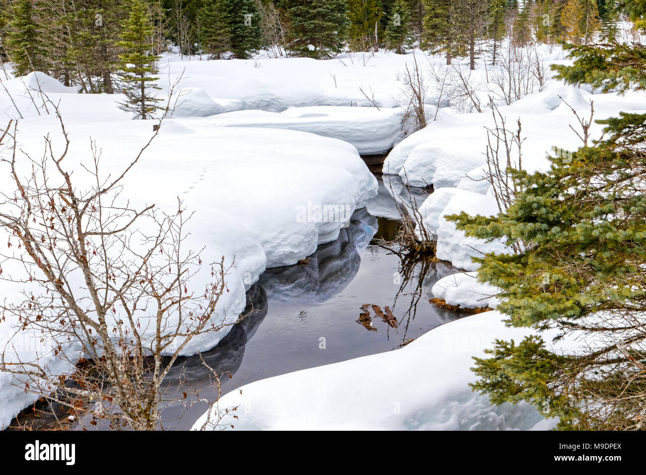 42,780.01165 fließenden Bach im kalten Winter, die durch eine tiefe Decke aus weichem, weißen Wald Schnee Stockfoto