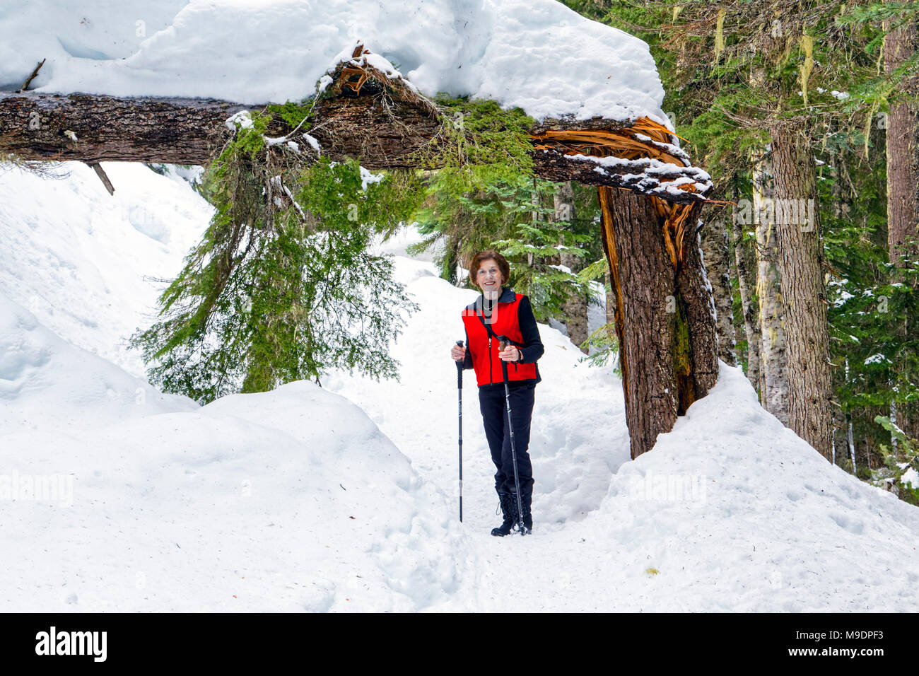 42,780.01233 70jährige Frau Wanderer wandern Schnee - Winter Forest trail abgedeckt werden, stehen unter einem Gebrochenen und gefallenen Nadelbaumbaum. Stockfoto