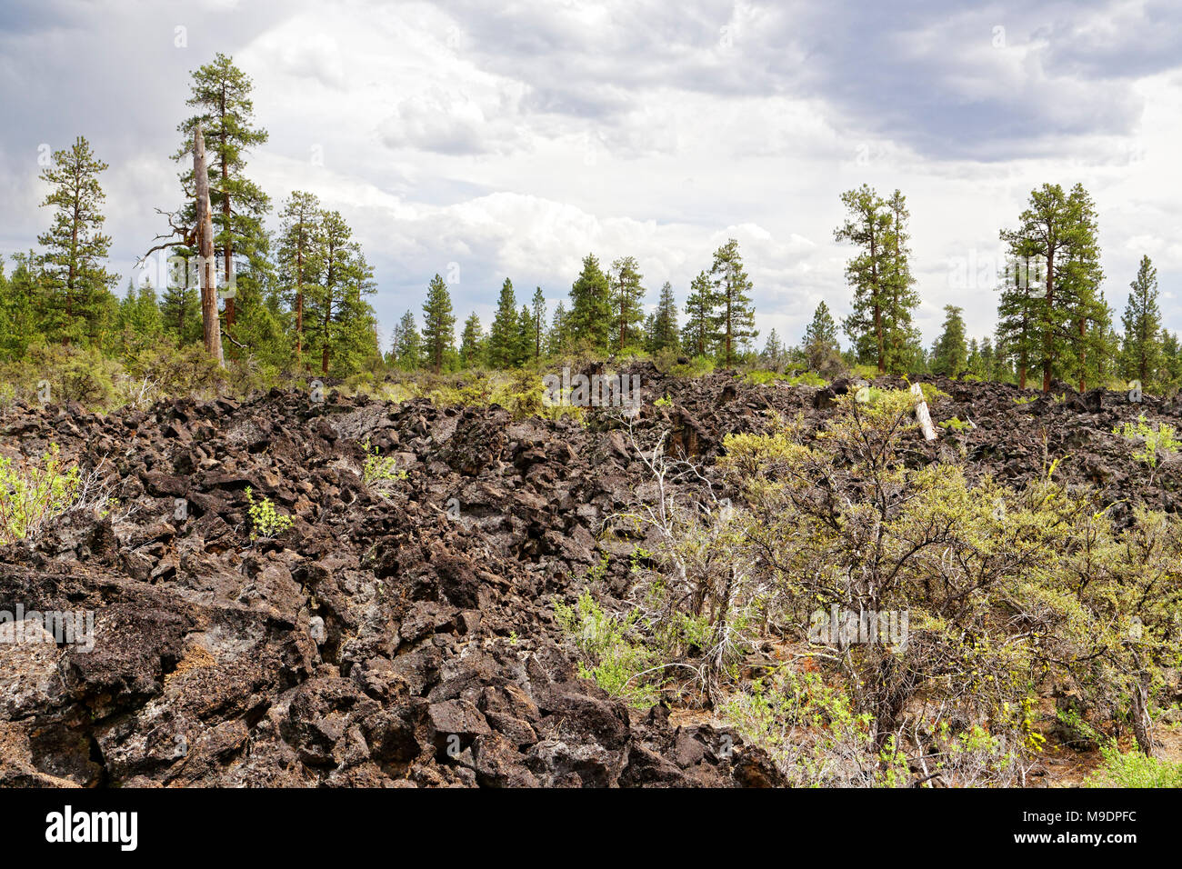 Eine dramatische 42,885.03031 trockenen alten Lavastrom Landschaft zeigt die Hartnäckigkeit und das robuste Wachstum Fähigkeit Ponderosa Pine und Curl blatt Mt Mahagoni Stockfoto
