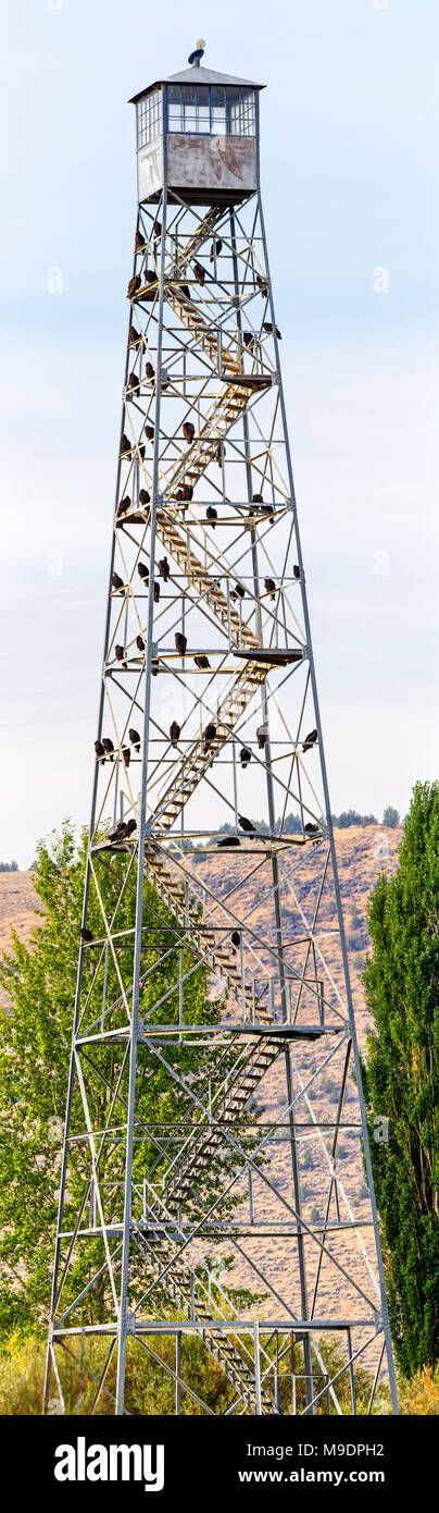 42,995.05830-b hoch Stahl Feuer und Wildlife Beobachtung Tower mit 55 roosting Truthahngeier (Cathartes Aura, höhere Cathartidae) [MB] Stockfoto
