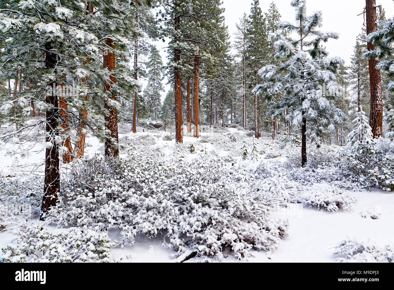 43,042.07674 Winter Schönheit in offenen Ponderosa Kiefern (Pinus ponderosa) Wald, 6 Zoll weißen Schnee decken Rot Orange Grün weiße Landschaft Stockfoto