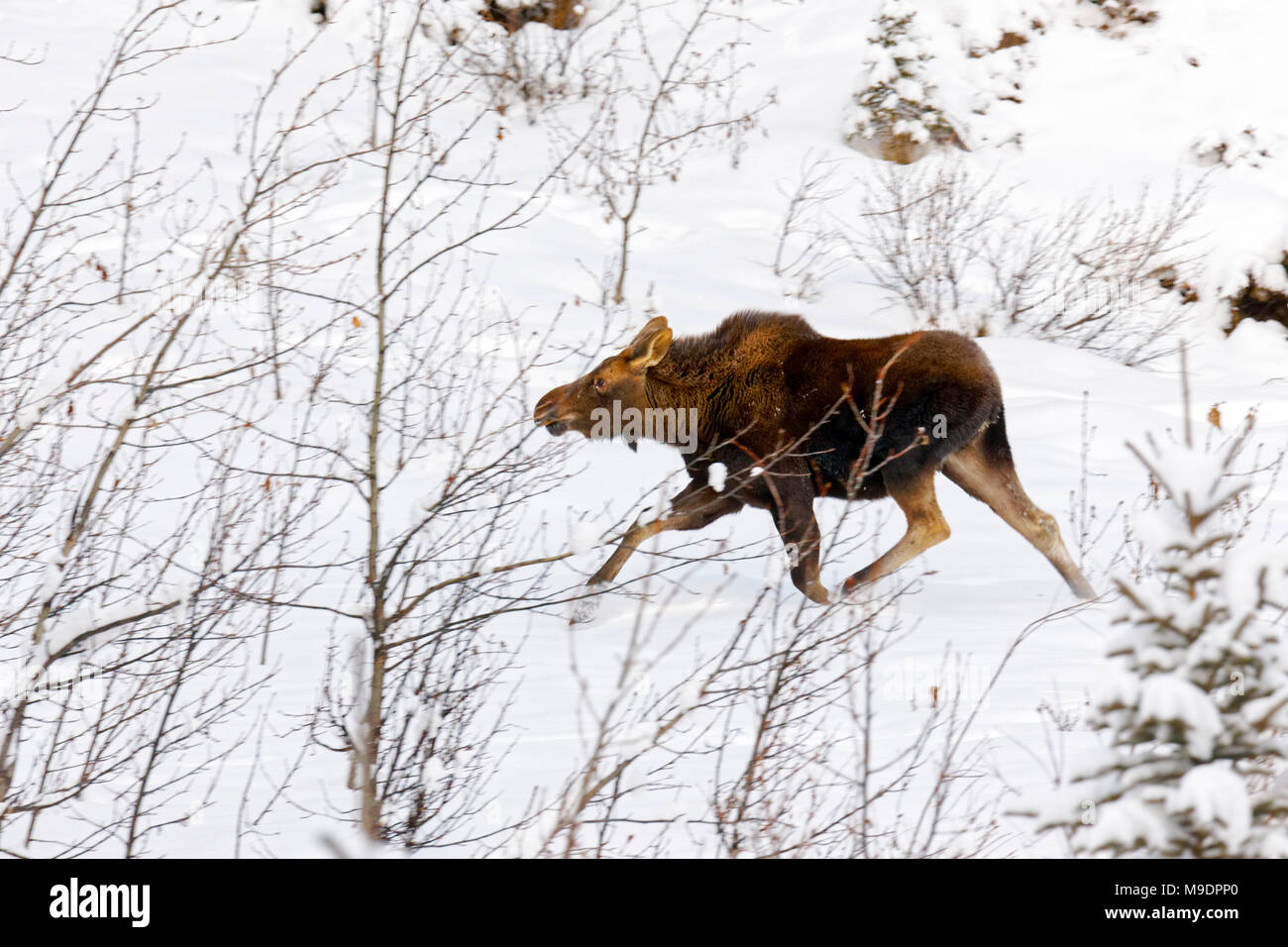 43,111.08719 fast die Hälfte gewachsen Elch Kalb (Alces alces) Laufen und Spielen im Schnee im Winter Stockfoto