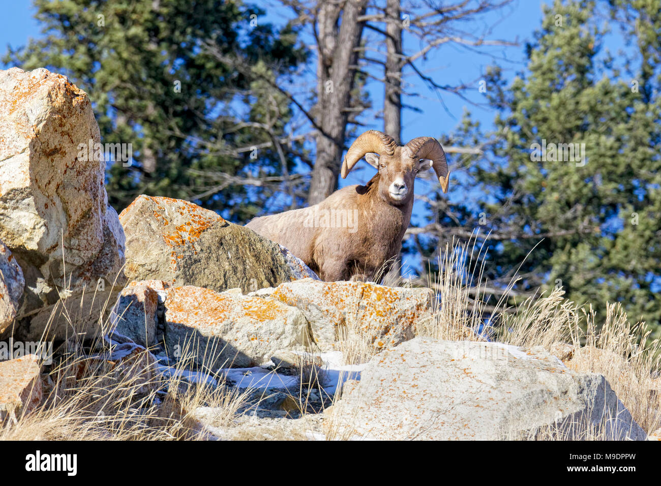 Ram 43,115.08881 Bighorn Schaf stehend auf der Klippe von orange Felsen und Nadelbäumen Stockfoto