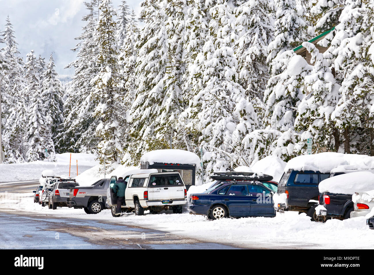43,160.09727 Winter schneebedeckte Straße, Bäume & geparkte Fahrzeuge Stockfoto