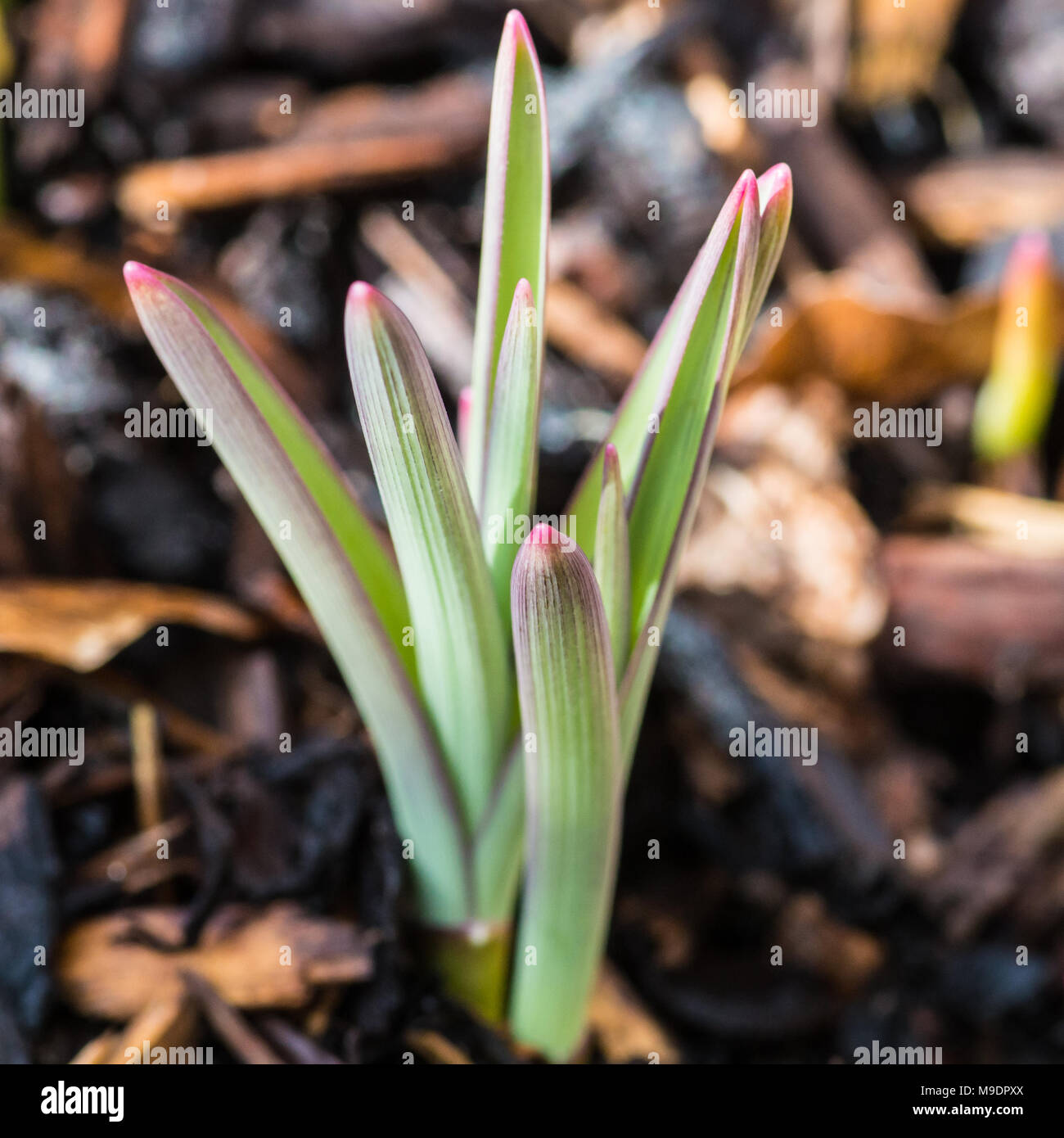 Eine Makroaufnahme von Allium purple Sensation die Glühbirnen im Frühling erscheinen. Stockfoto