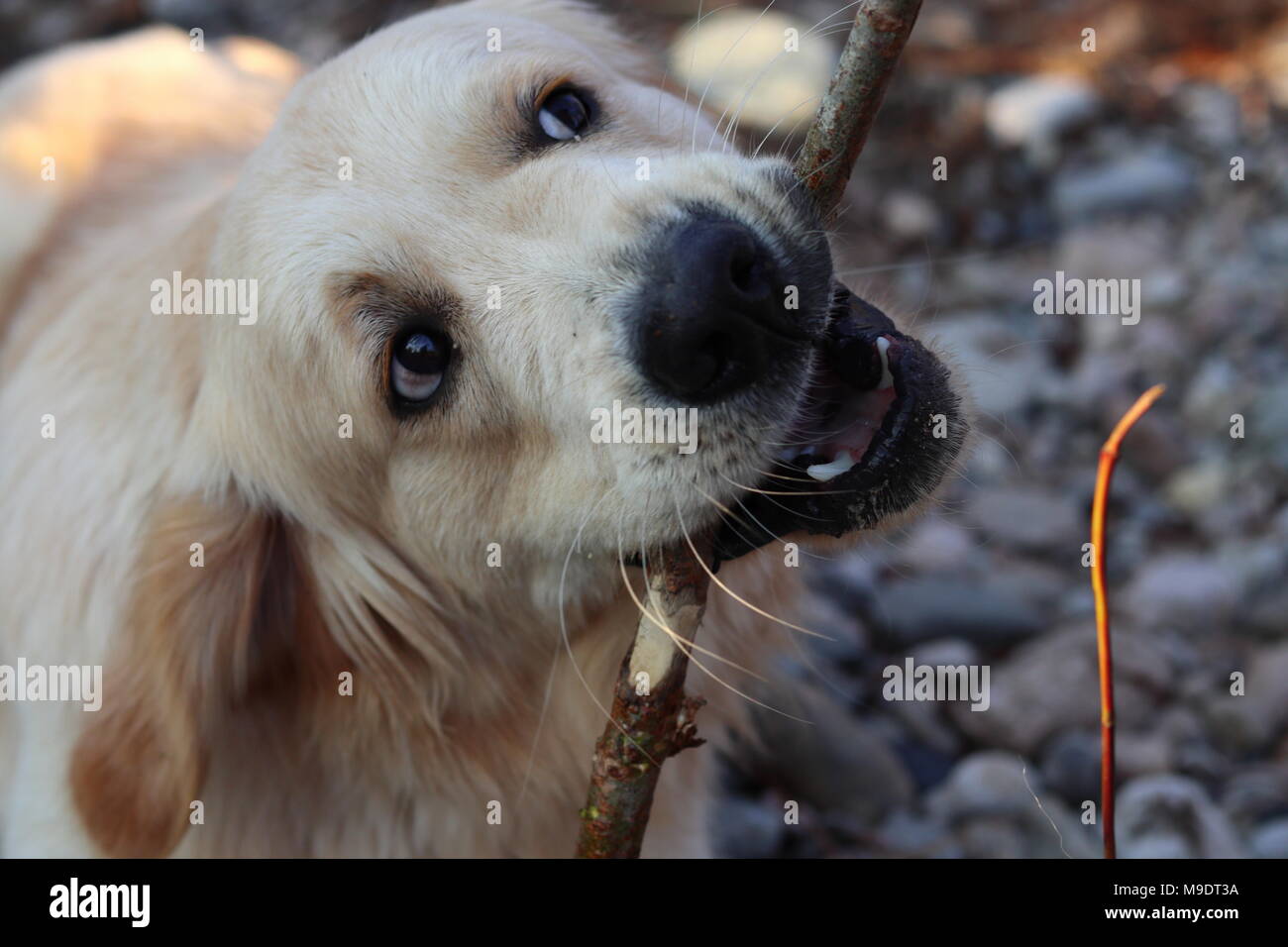 Hund, Golden Retriever mit Stick in Mund, Blick nach oben, in der Natur, Porträt, Nahaufnahme Stockfoto
