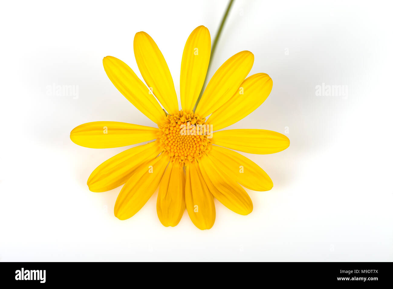 Eine Blume von Euryops pectinatus auf weißem Hintergrund. Stockfoto