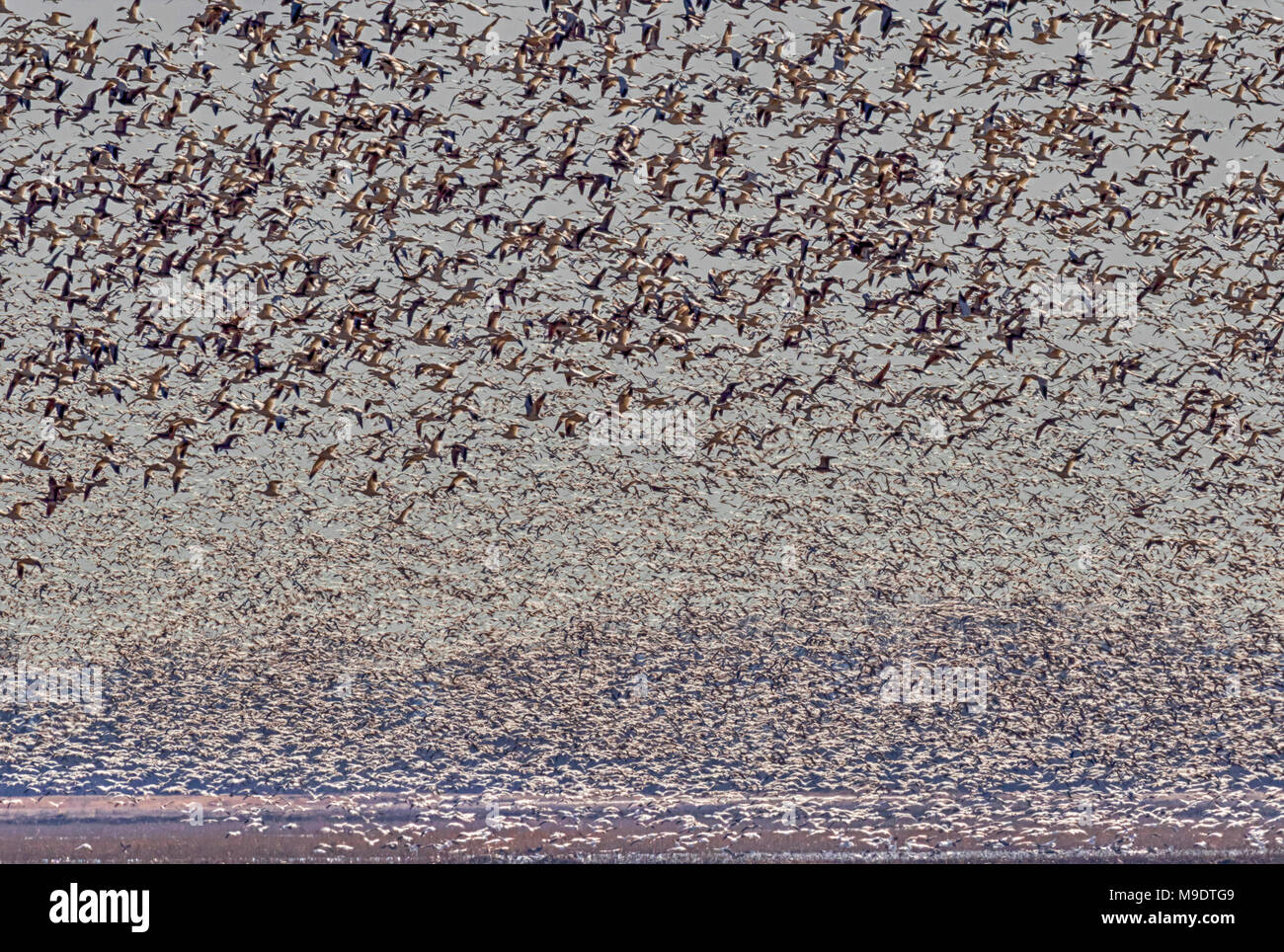 Frühling Migration von Schnee Gänse (Chen Caerulescens), Löss Bluffs National Wildlife Refuge, Missouri, USA Stockfoto