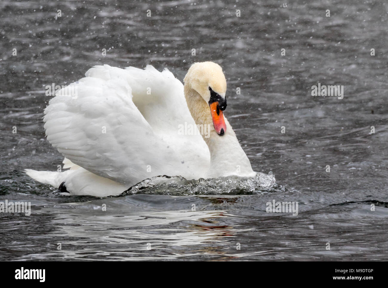 Höckerschwan (Cygnus olor) unter Schneefall auf dem Wasser, Ames, Iowa, USA Stockfoto