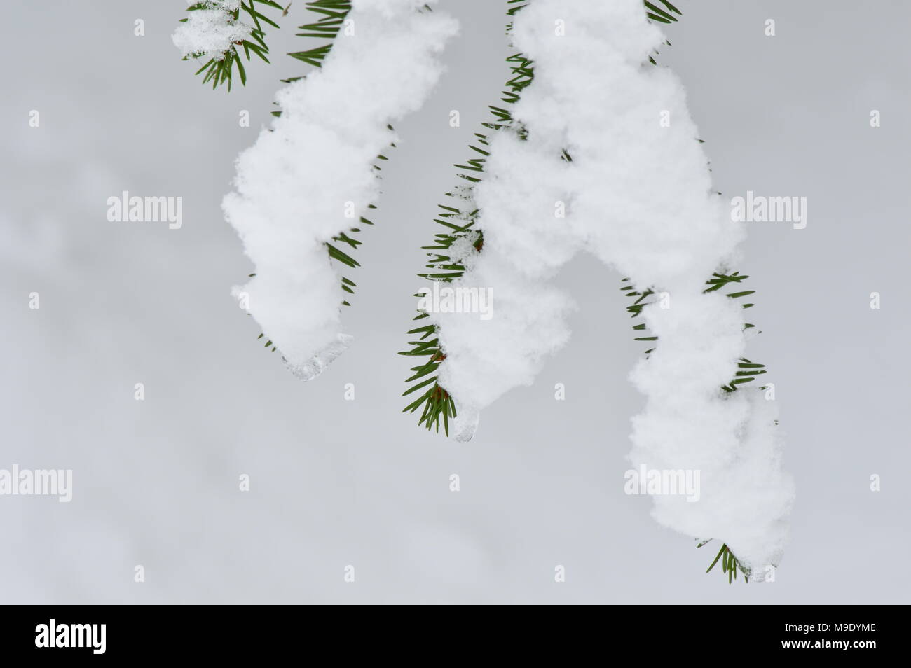 Grün Zweig im Schnee Fichte auf weißem Schnee Hintergrund Stockfoto