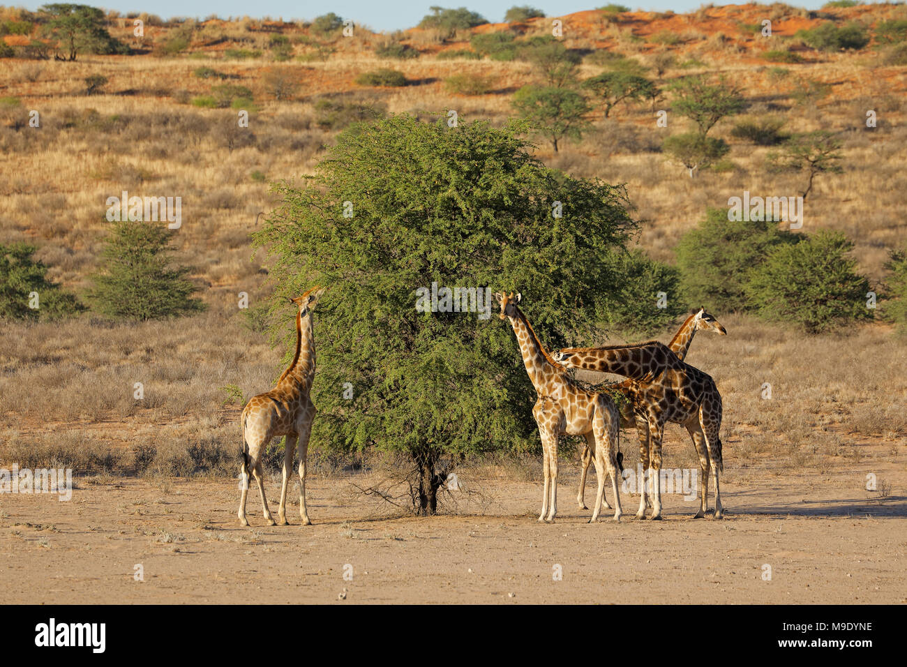 Giraffen (Giraffa Plancius) ernähren sich von einem Dornenbaum, Kalahari-Wüste, Südafrika Stockfoto