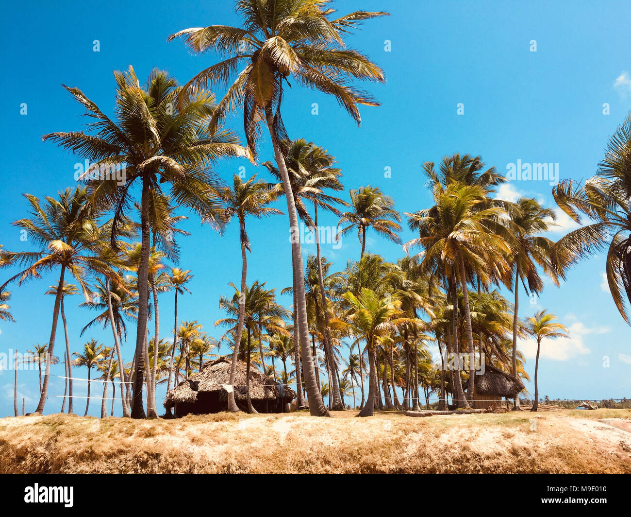 Einsame Insel, kleinen tropischen Palm Tree Island - Reiseziel Stockfoto