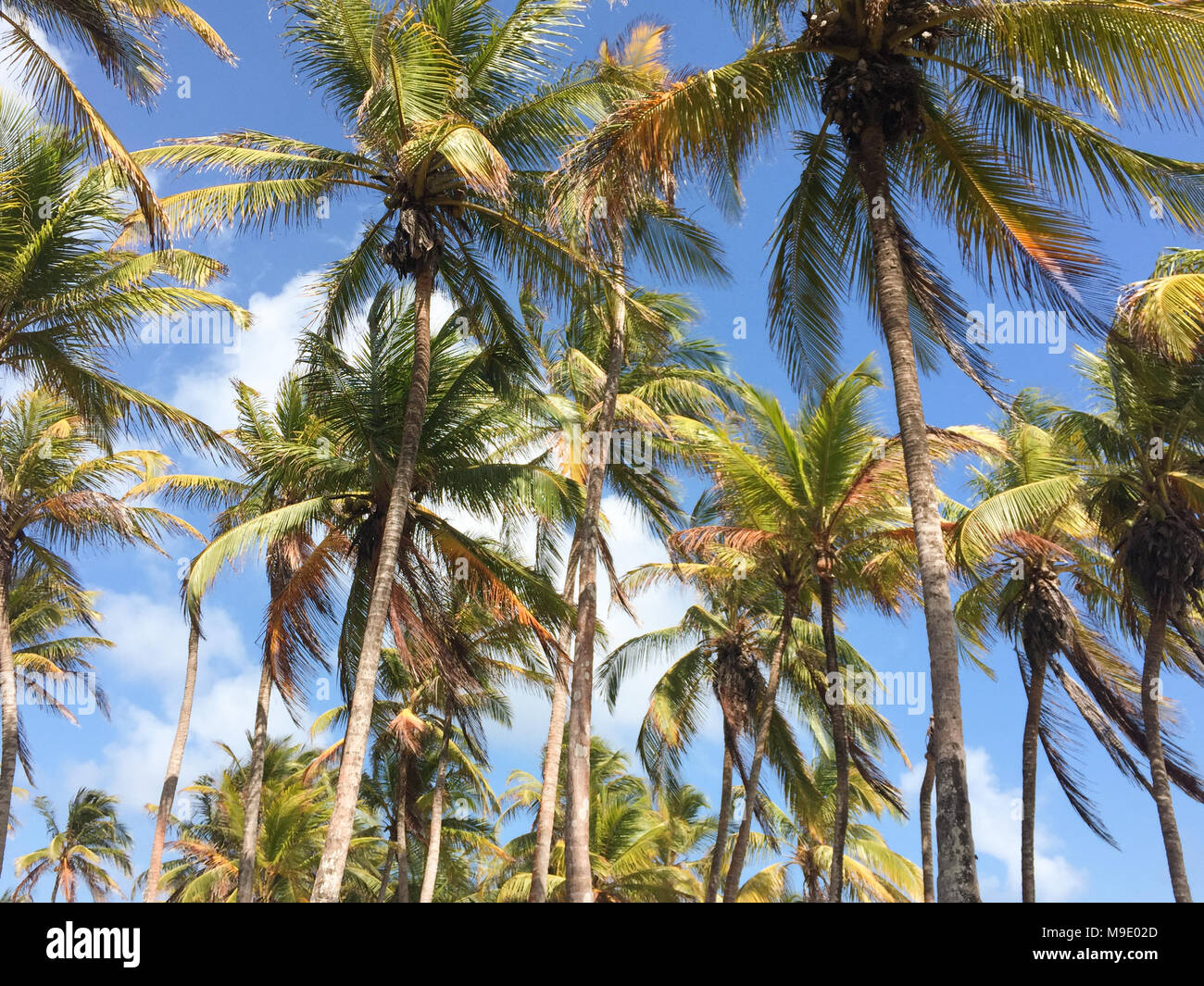 Palmen am blauen Himmel Hintergrund - tropical Sommerurlaub Hintergrund Stockfoto