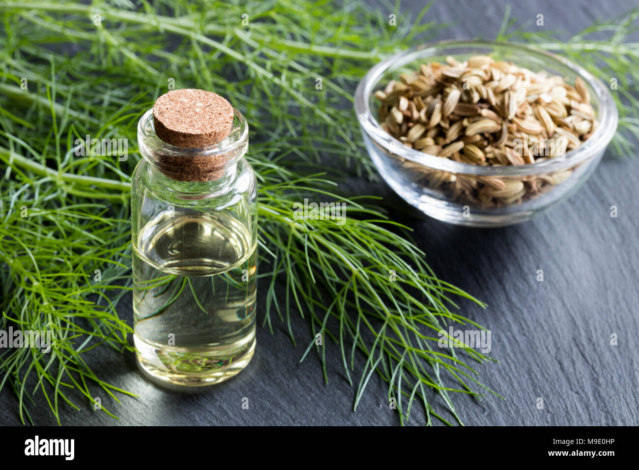 Eine Flasche Fenchel ätherisches Öl mit frischem Fenchel Tops und Fenchelsamen im Hintergrund Stockfoto