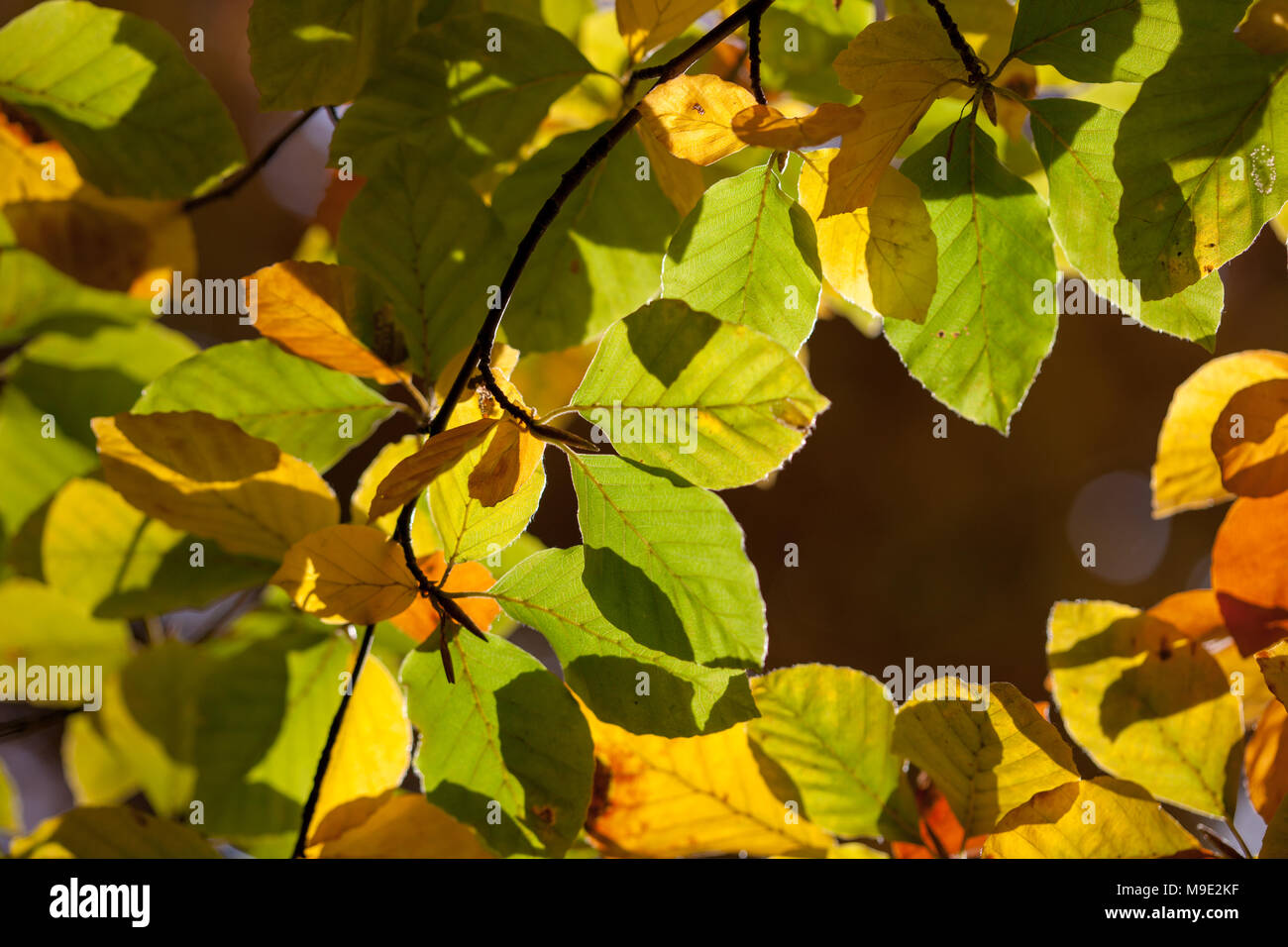 Europäische buche, Bok (Fagus sylvatica) Stockfoto