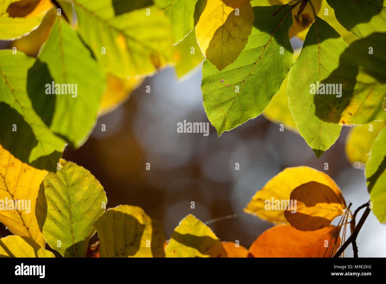 Europäische buche, Bok (Fagus sylvatica) Stockfoto