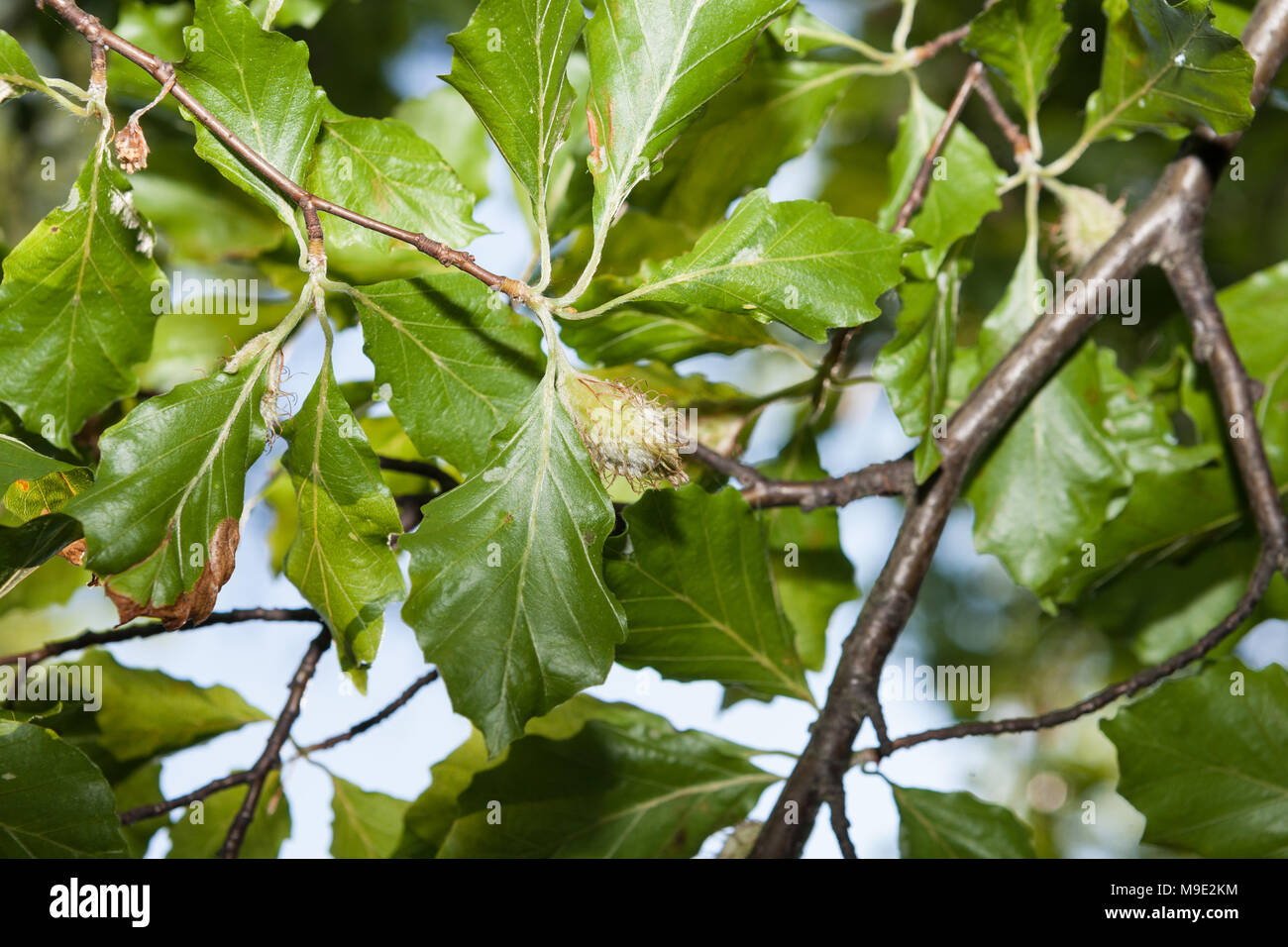 Europäische buche, Bok (Fagus sylvatica) Stockfoto