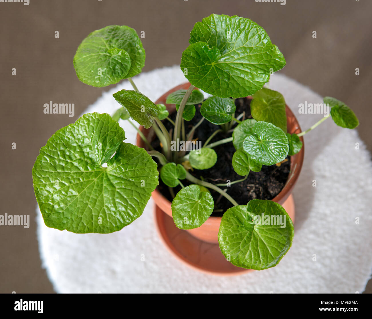 Japanische Meerrettich, Wasabi (Wasabia japonica) Stockfoto