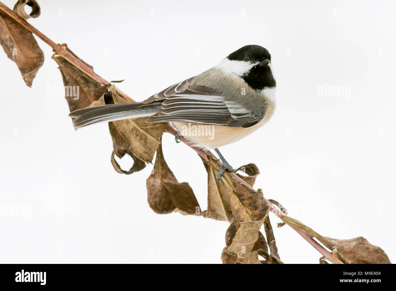 Black-capped chickadee (Parus atricapillus), MN, USA, Winter, von Dominique Braud/Dembinsky Foto Assoc Stockfoto