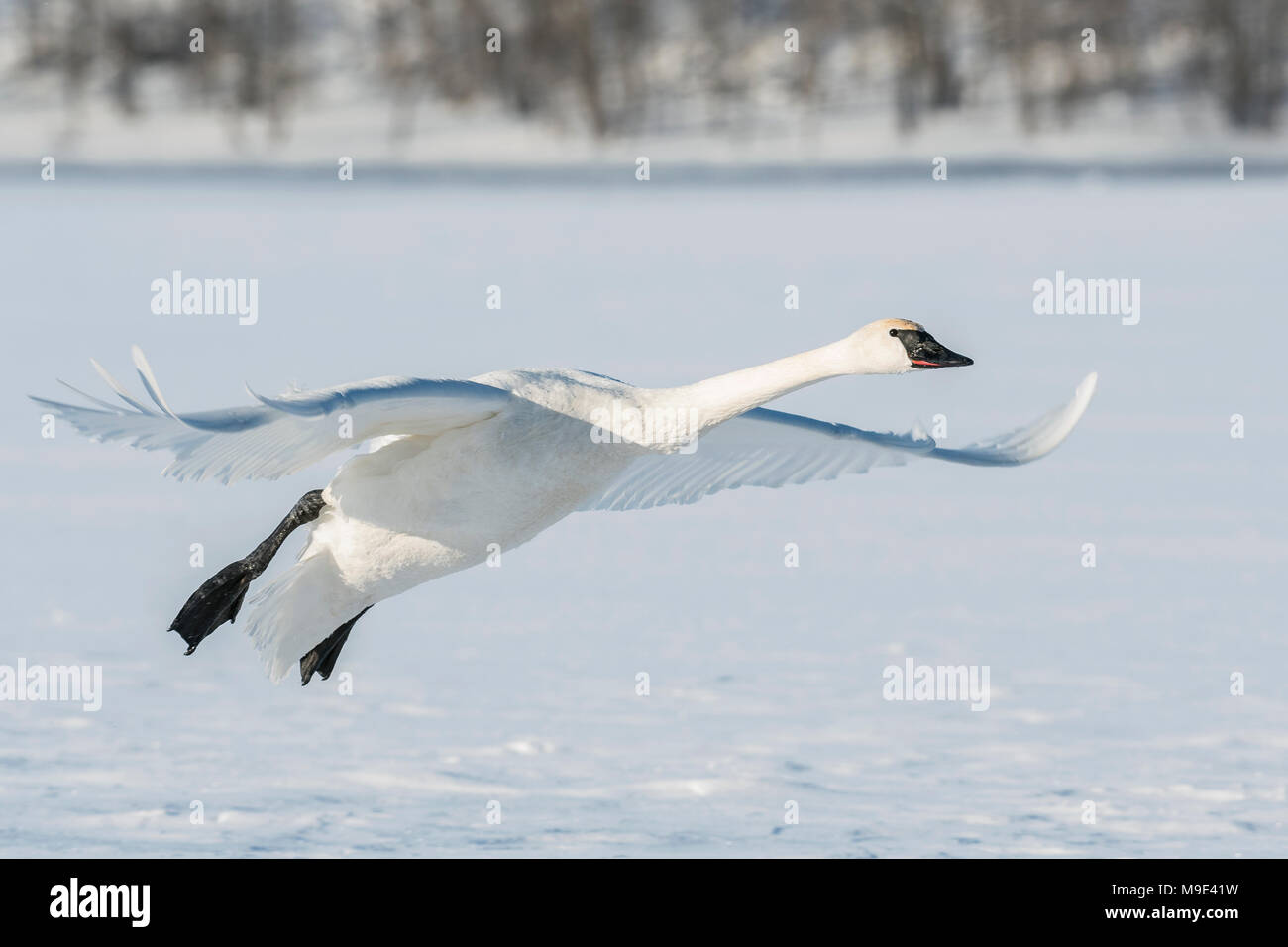 Trompeter Schwan (Cygnus buccinator) Landung auf dem gefrorenen St. Croix River. WI, USA, Anfang Januar, von Dominique Braud/Dembinsky Foto Assoc Stockfoto