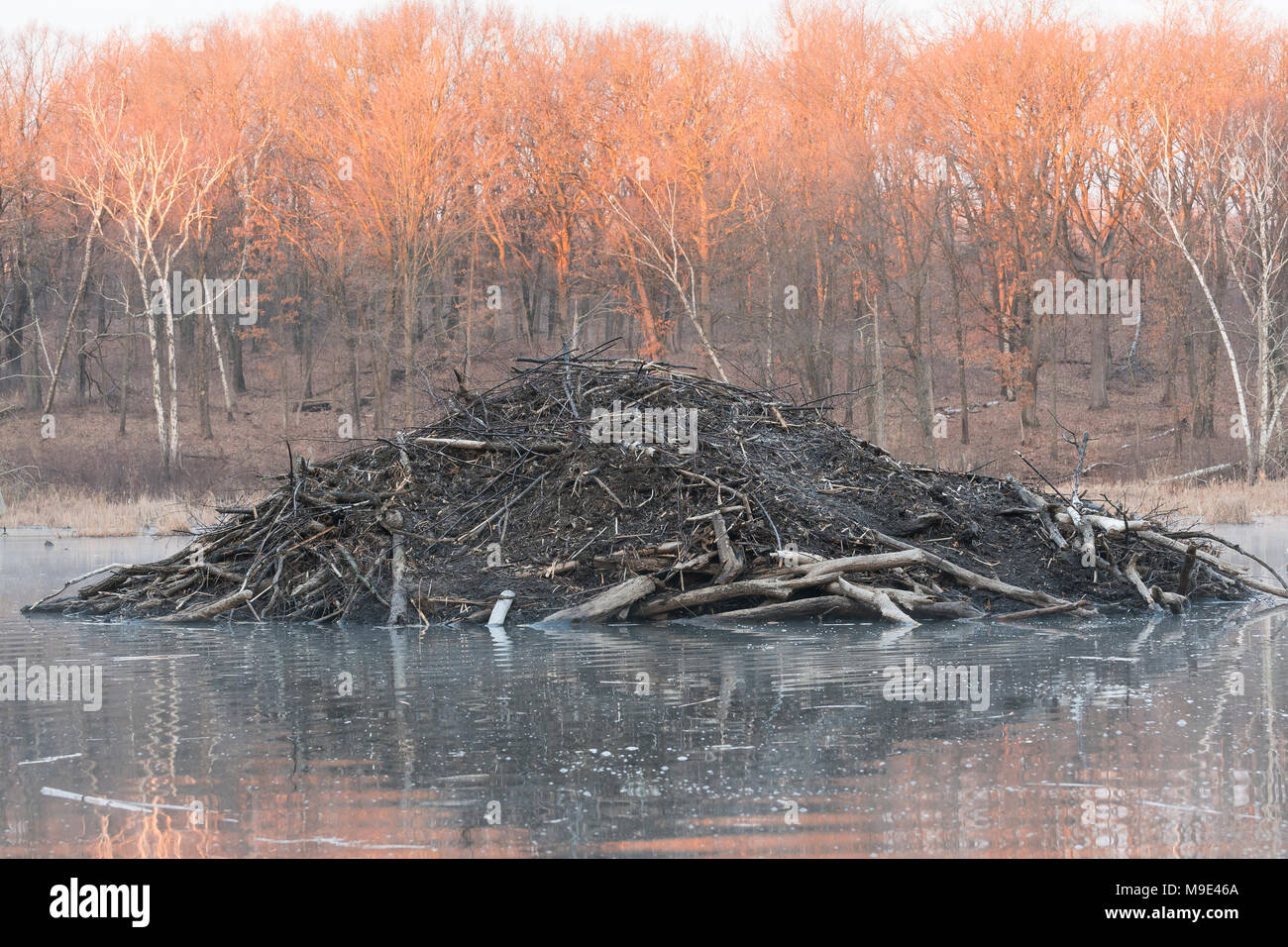 Biber (Castor canadensis), MN, USA, von Dominique Braud/Dembinsk Foto Assoc Stockfoto