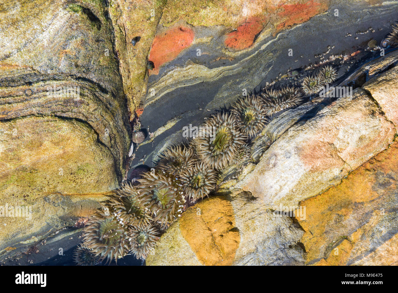 Starburst Anemonen (Anthopleura sola), tide pool, Pt Lobos State Preserve, CA, USA, von Dominique Braud/Dembinsky Foto Assoc Stockfoto