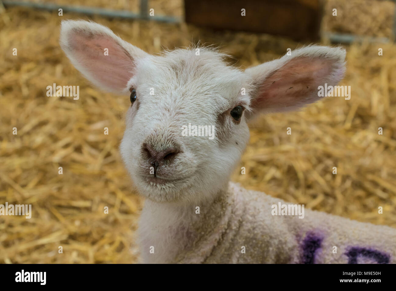 Porträt einer 2 Tag alt Texel Kreuz Lamm in einem Schuppen auf Stroh Betten mit Kopie Raum Stockfoto