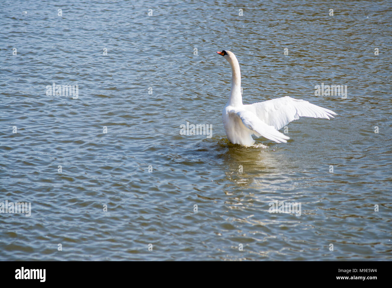 Weißer Höckerschwan seine Flügel auf ein Sommertag stretching auf dem Wasser Stockfoto