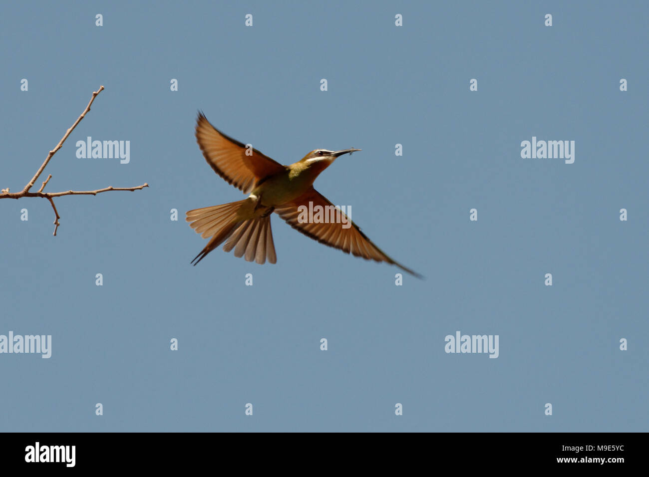 Eine Madagaskar Bee Eater (merops Superciliosus) mit einem leckeren fangen Fliegen aus einem Baum Stockfoto