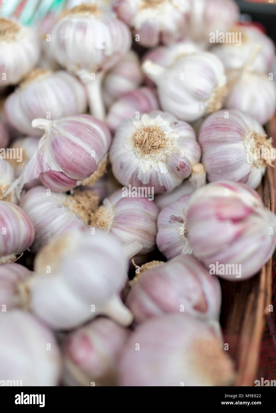 Frische und organische Knoblauchzehen in der Nähe auf einem Bauernmarkt in England, Großbritannien Stockfoto