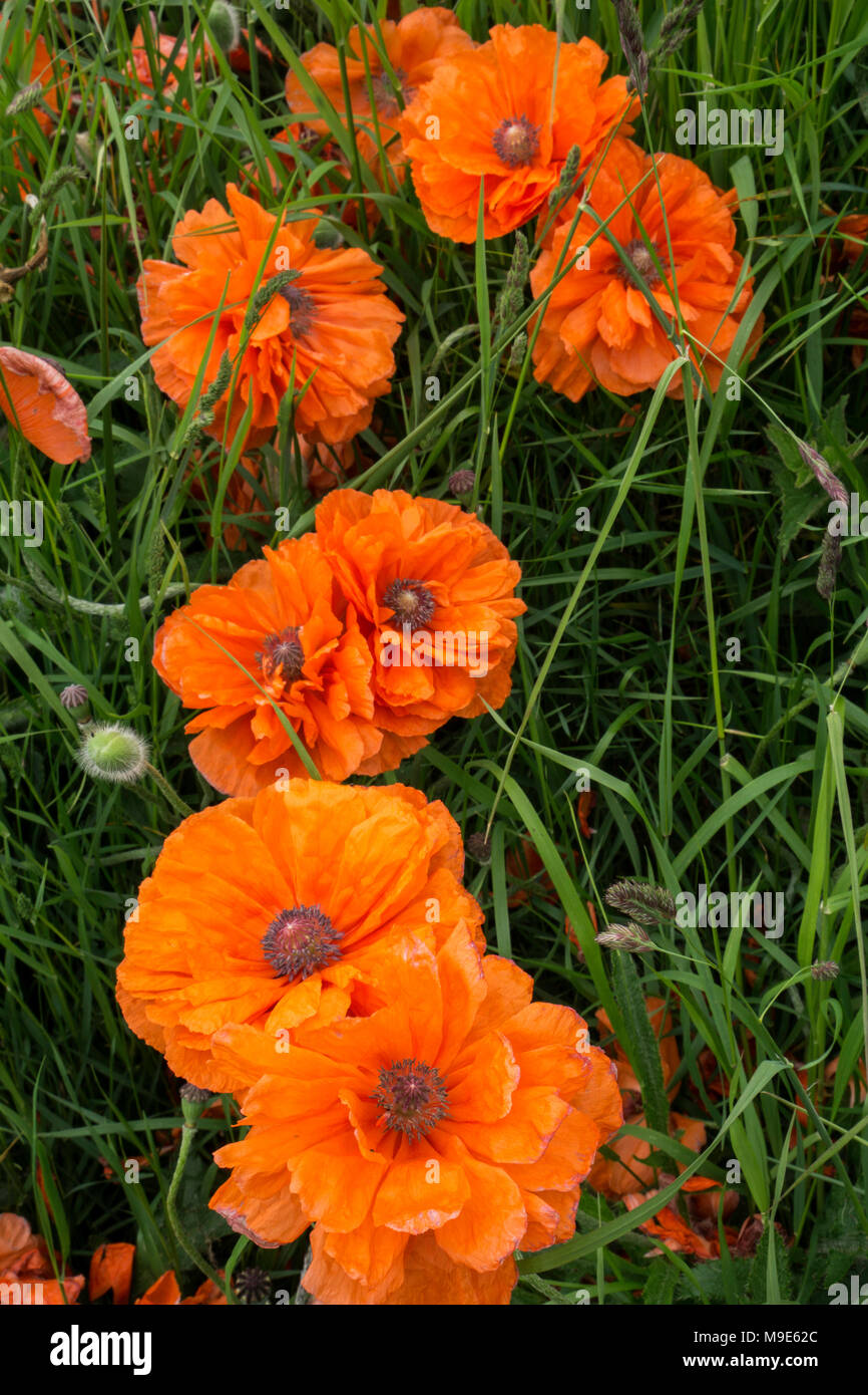 Orange orientalischer Mohn (Papaver Orientale) wachsen auf Sand Dünen bei Alnmouth, Northumberland, England, Großbritannien Stockfoto
