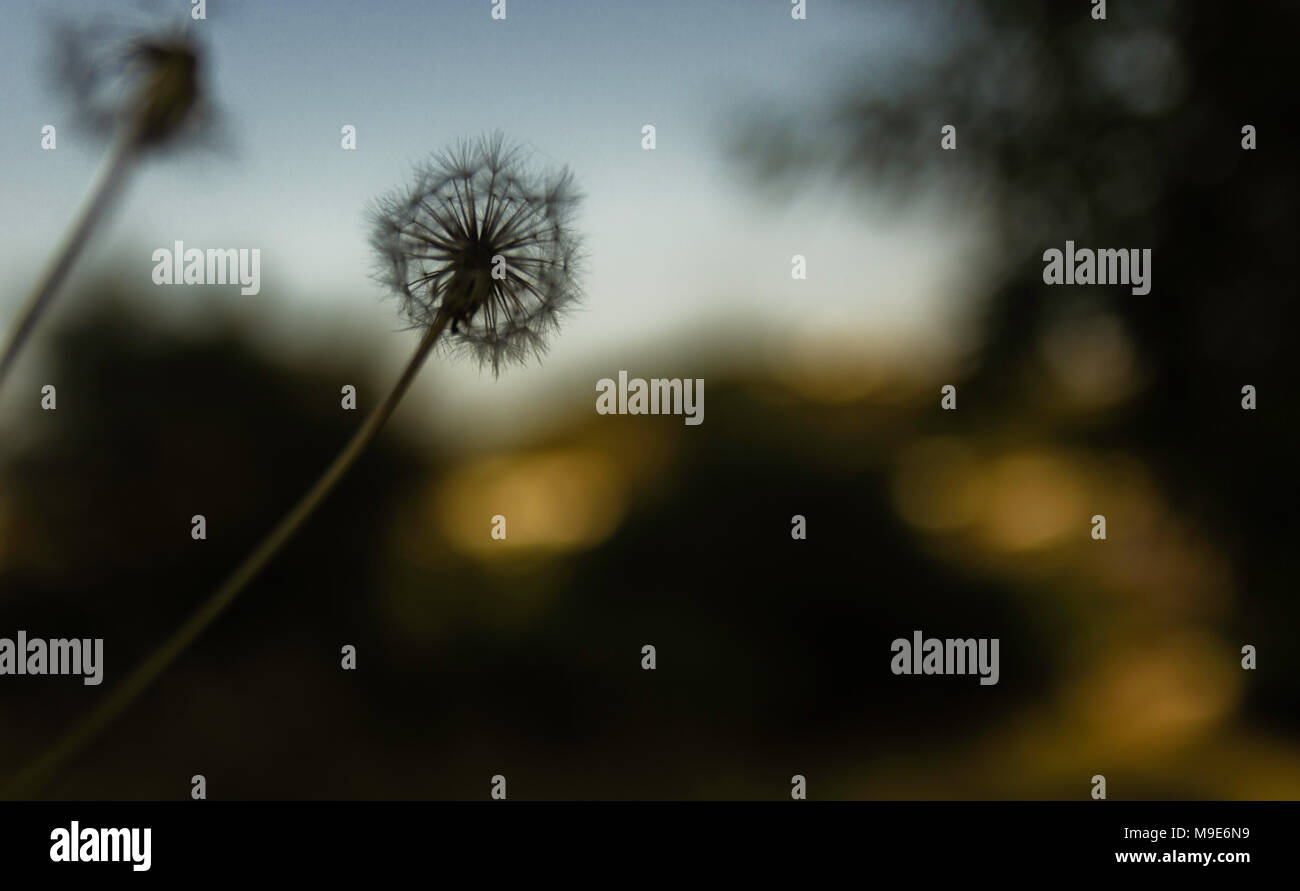 Löwenzahn im Frühling Stockfoto
