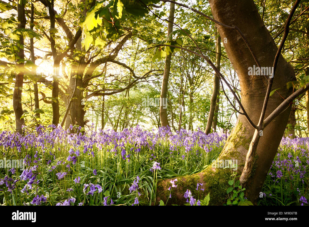 Die verzauberte Englisch bluebell Wald mit einem charaktervollen moosigen Baum gebogen. Am frühen Morgen Sonnenaufgang goldenen Licht strömt durch die Wälder. Stockfoto