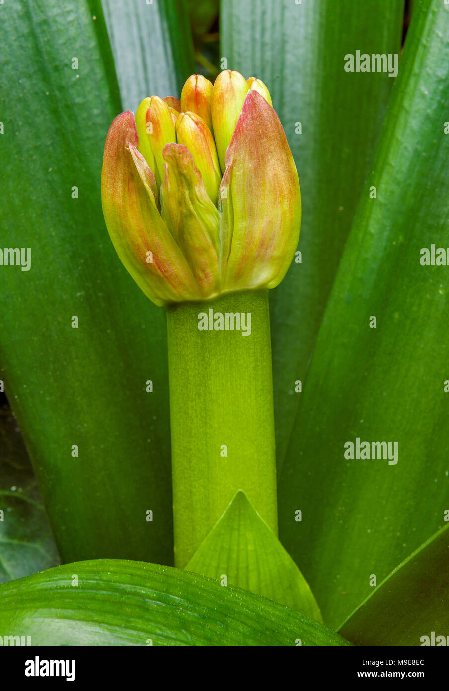 Clivia Blüte Knospe, der Amaryllidaceae, Kaffir Lily, Zypressen Garten, Mill Valley, Kalifornien Stockfoto
