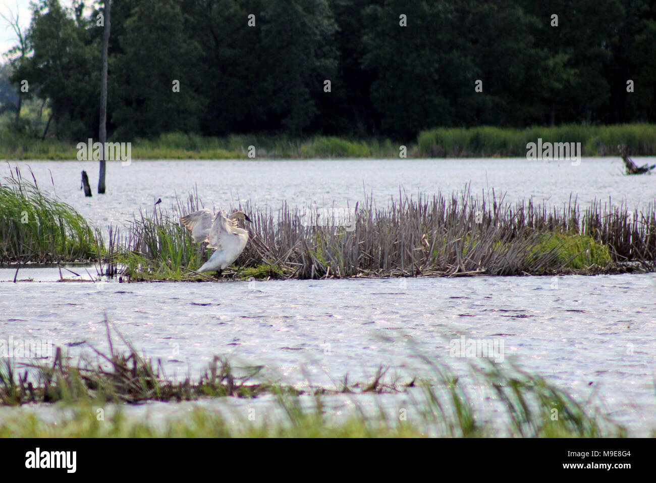 Trumpeter Swan at Sherburne National Wildlife Refuge Stockfoto