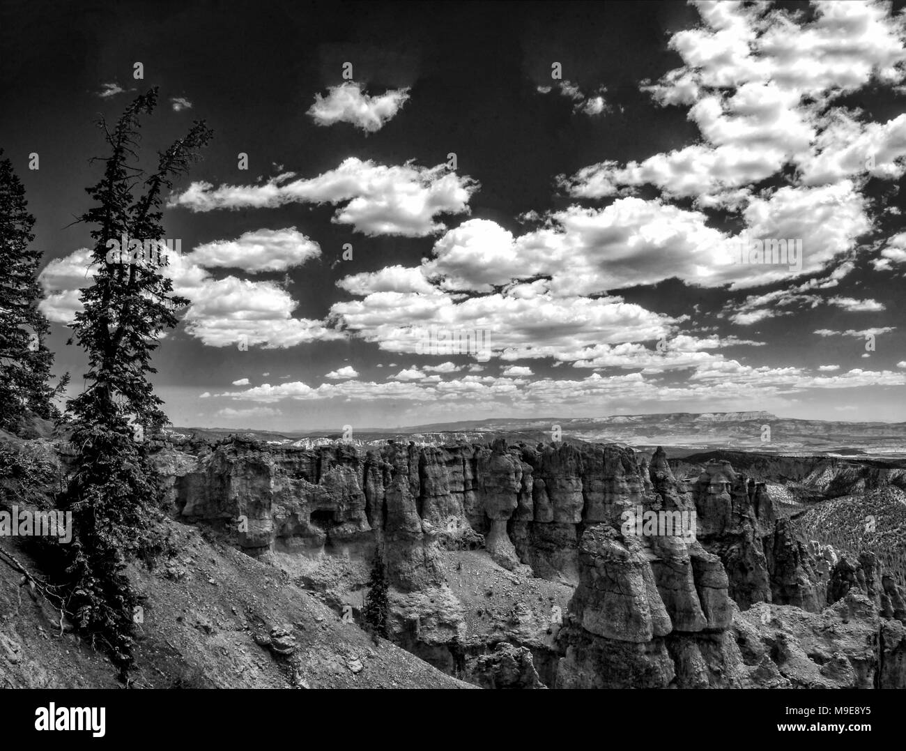 Mit Blick auf den Canyon mit Kiefern auf Hügel, weite felsige Tal mit Sandstein spires unter Himmel mit whit Fluffy Clouds. Schwarz und Weiß. Stockfoto Mit Blick auf den Canyon mit Kiefern auf Hügel, weite felsige Tal mit Sandstein spires unter Himmel mit whit Fluffy Clouds. Schwarz und Weiß. Stockfoto