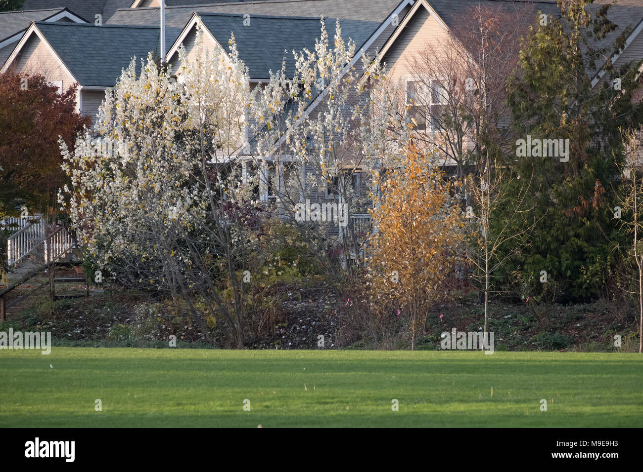 Häuser in Seattle, Washington, USA Stockfoto