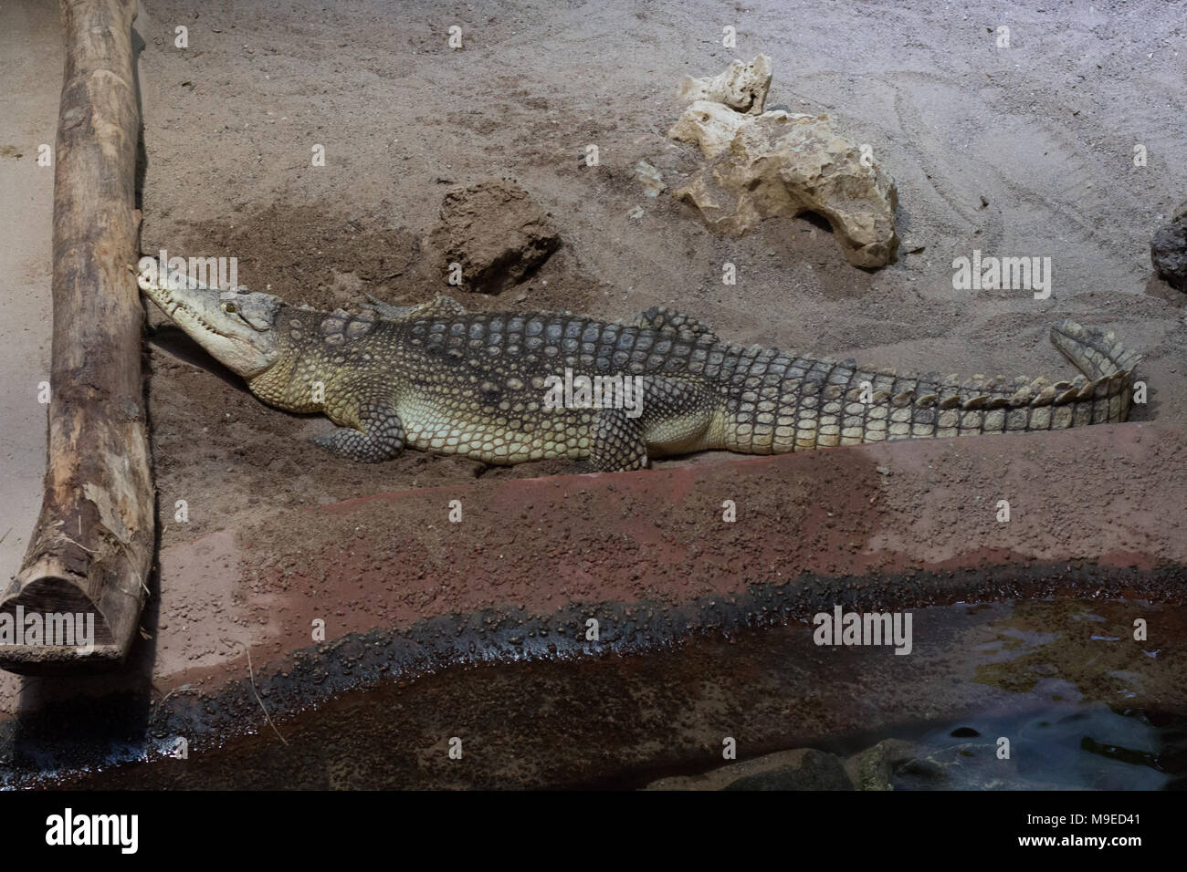 Zella-Mehlis, Deutschland - 23 März 2018: ein Krokodil liegt in der Marine aquarium Zella-Mehlis im Sand, Thüringen. Stockfoto