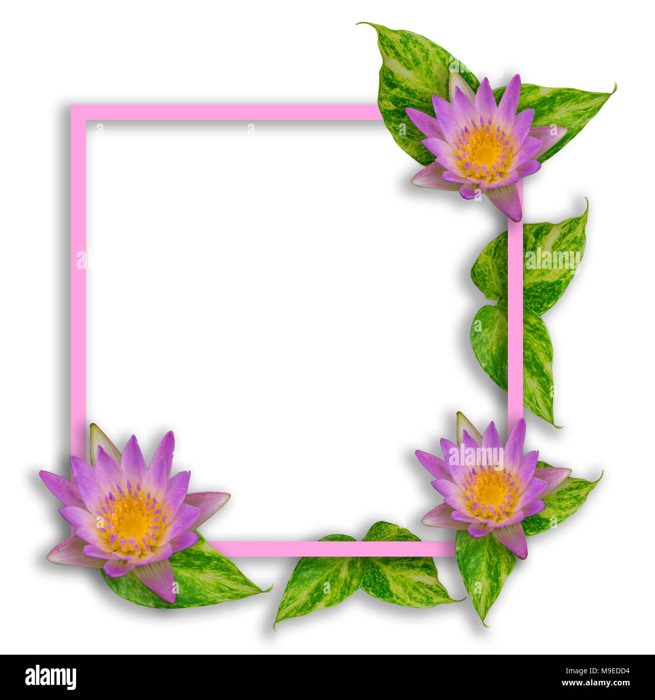 Grünes Blatt und Pink Lotus Flower isolieren auf weißem Hintergrund mit Rahmen Stockfoto