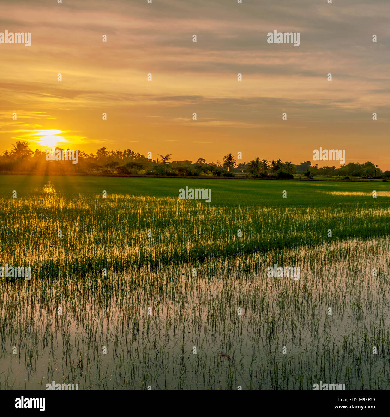 Abend Himmel und die Sonne scheint durch Reisfelder im ländlichen Thailand. Stockfoto