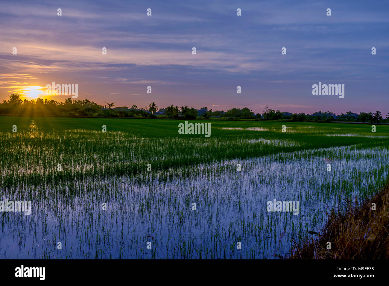 Abendsonne glänzt durch Reisfelder im ländlichen Thailand. Stockfoto
