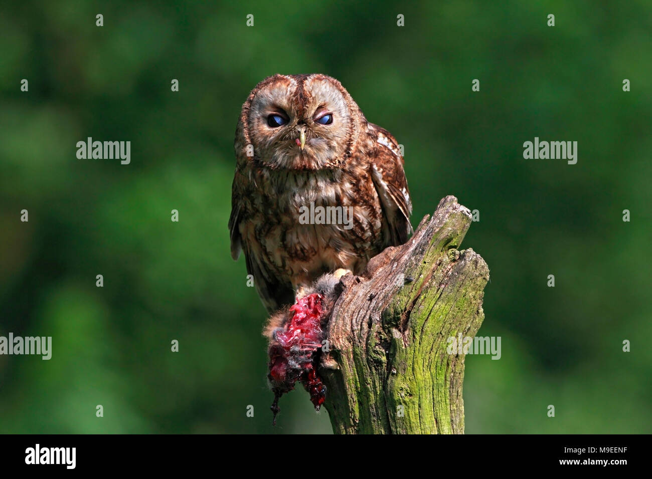 Waldkauz (Strix aluco) Fütterung von Kaninchen. Stockfoto
