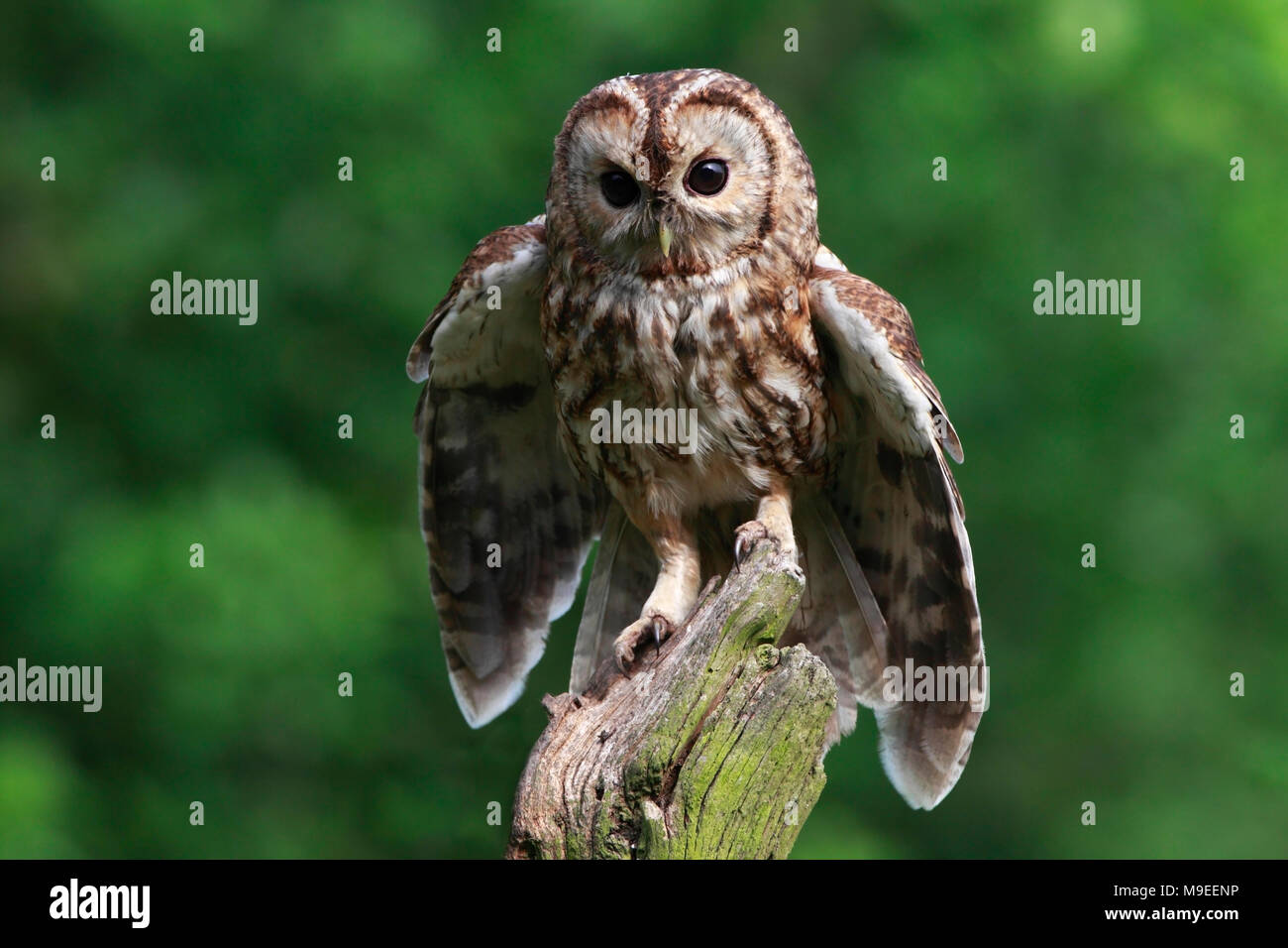 Waldkauz UK Stockfoto