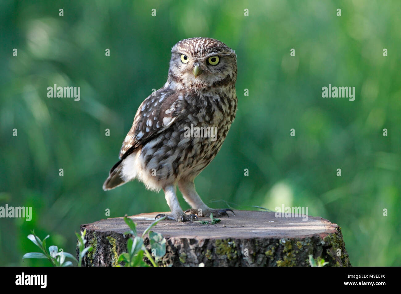 Kleine EULE UK Stockfoto