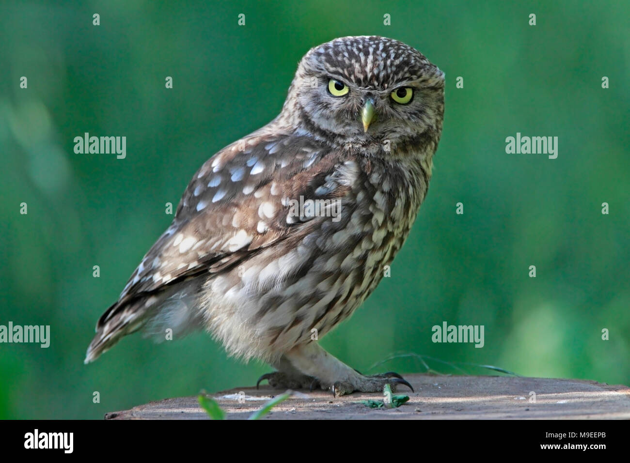 Steinkauz (Athene noctua) auf ein Stück abgeschnitten thront. Stockfoto