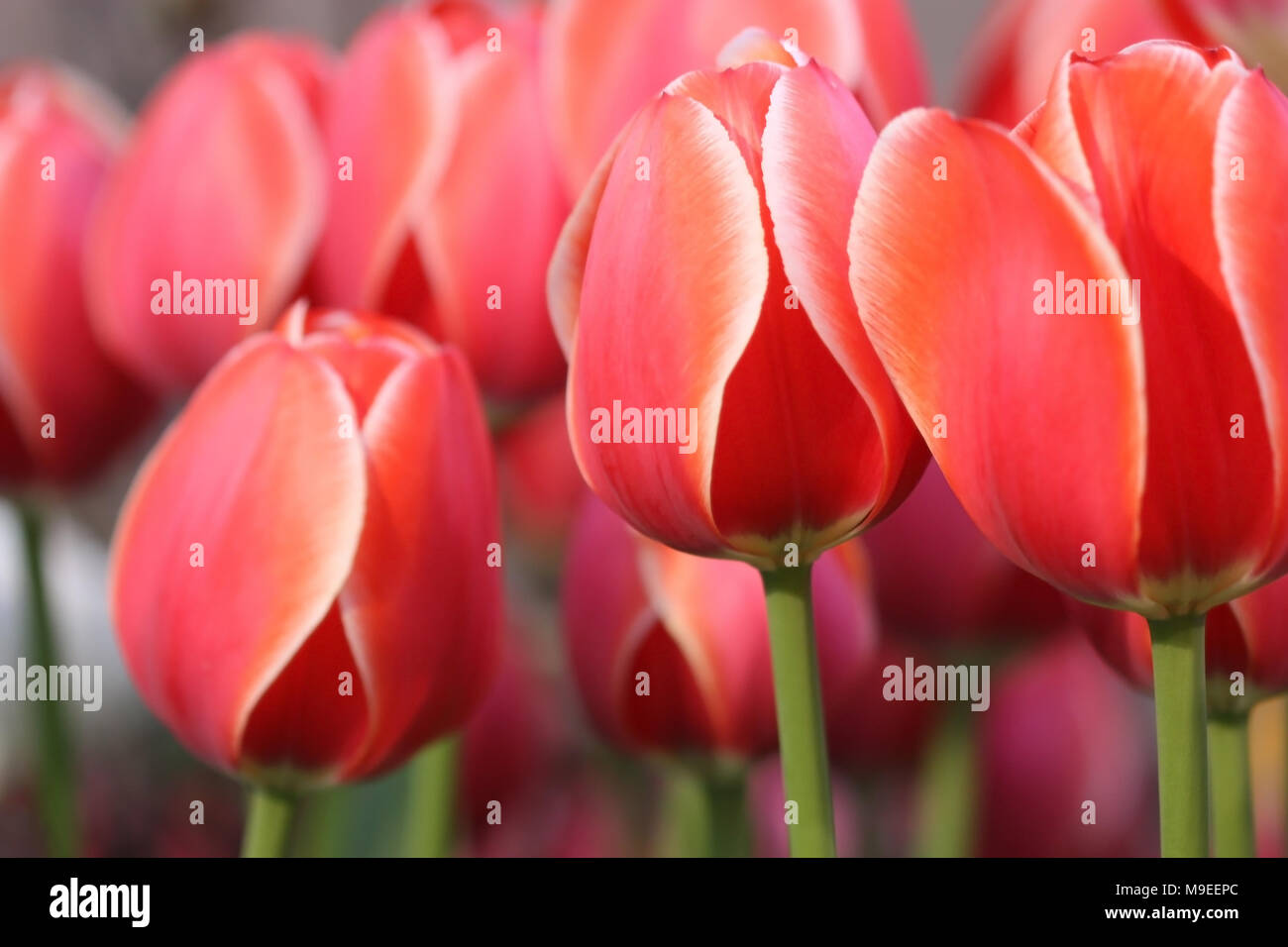 Tulpen die Nahaufnahme der Blüte. Blume hellen Hintergrund horizontal. Makro. Tulipa. Familie Liliaceae. Stockfoto