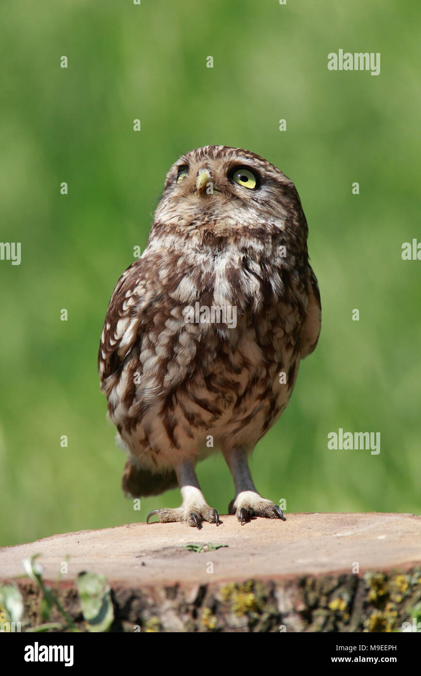 Steinkauz (Athene noctua) Stockfoto
