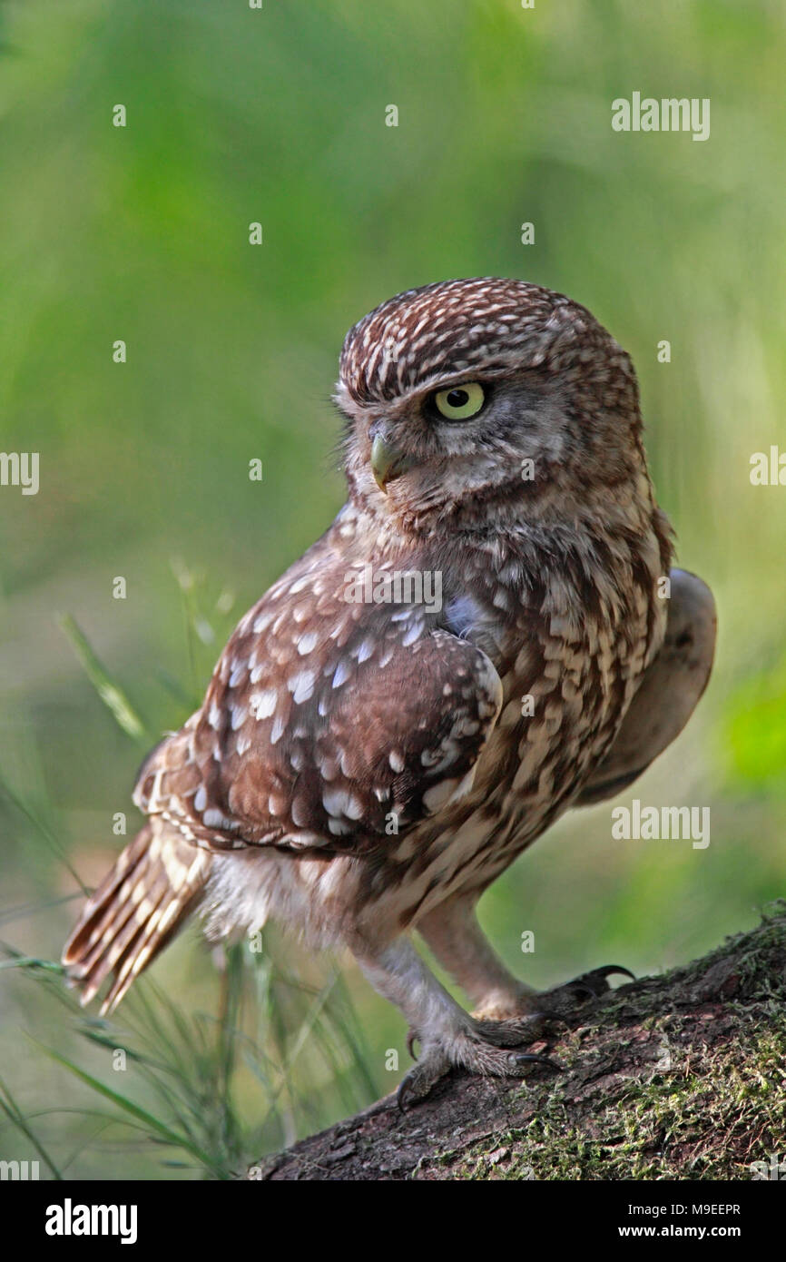 Steinkauz (Athene noctua) Stockfoto