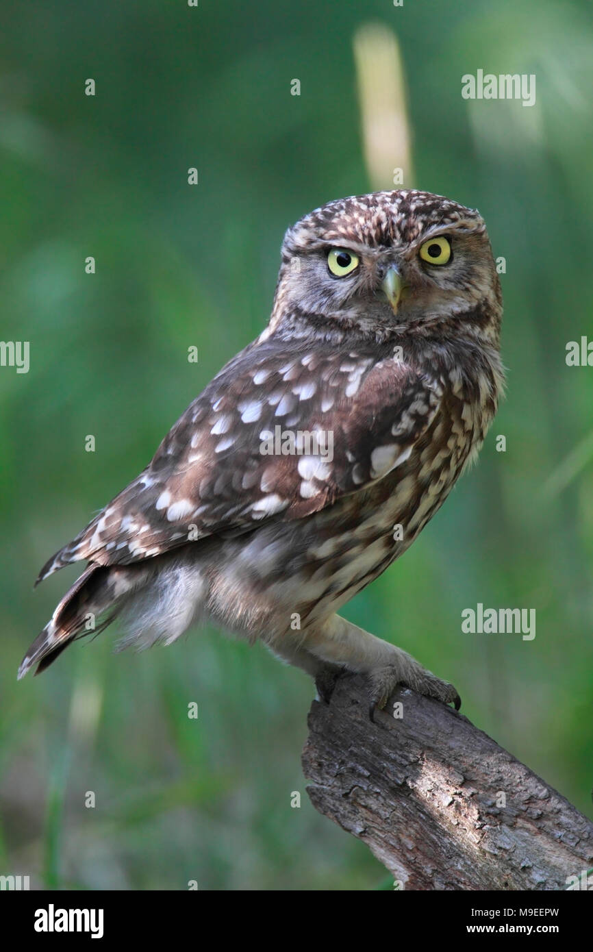 Kleine Eule auf einem Baumstumpf UK. Stockfoto