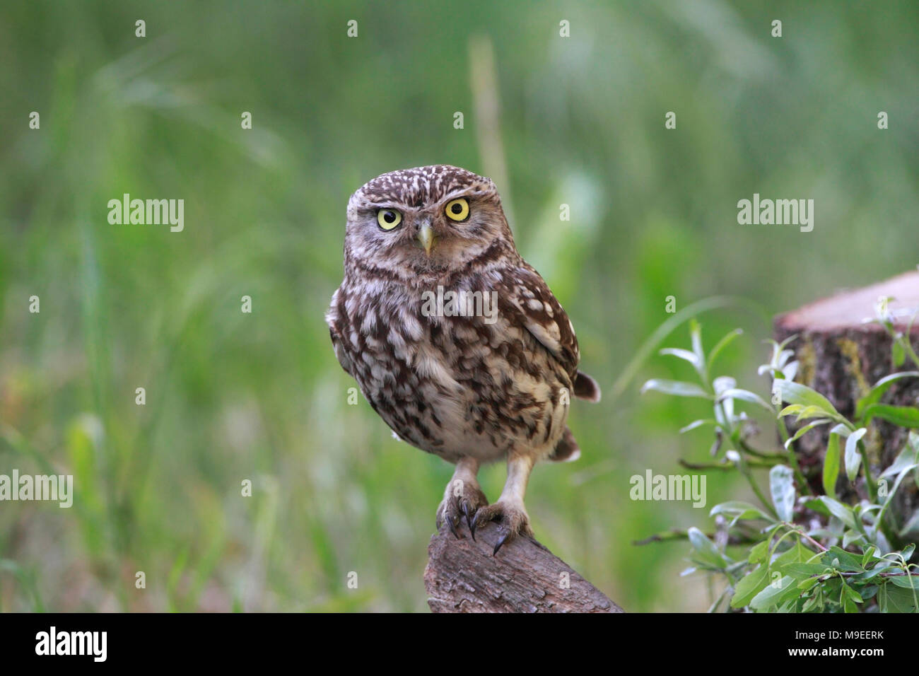 Steinkauz (Athene noctua) auf Ackerland. Stockfoto